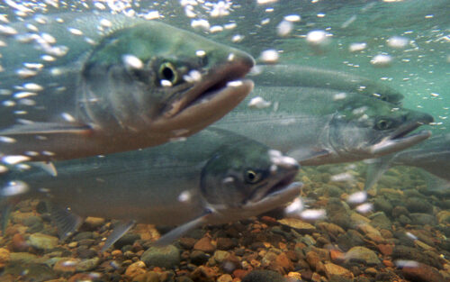 atlantic salmon