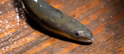 american eel