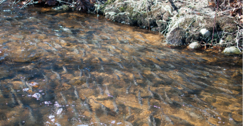 blueback herring