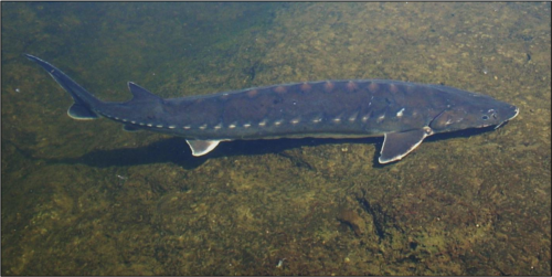 shortnose sturgeon